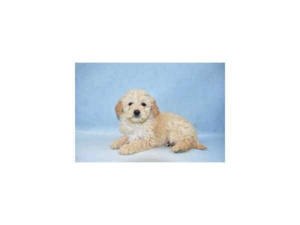 Mini Goldendoodle 2nd Gen DOG Female Apricot 4956 Petland San Antonio, TX