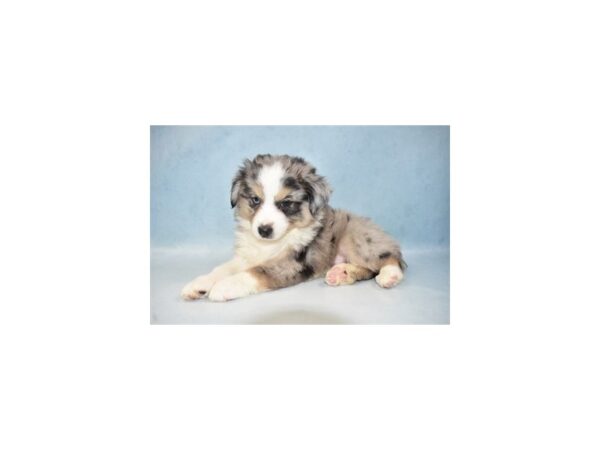 Miniature Australian Shepherd DOG Male Blue Merle White and Tan 4957 Petland San Antonio, TX