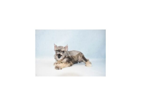 Miniature Schnauzer DOG Female Salt and Pepper 4950 Petland San Antonio, TX