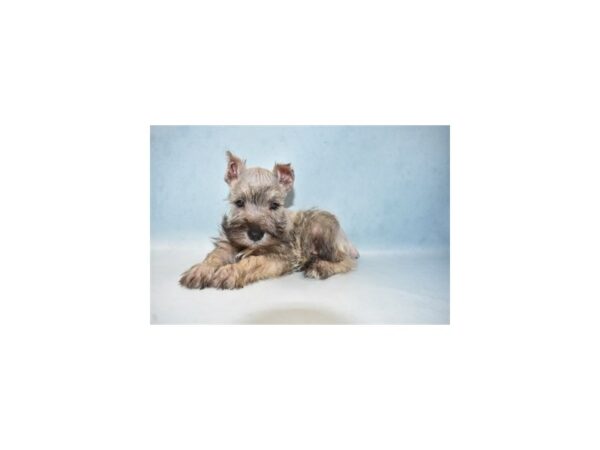 Miniature Schnauzer-DOG-Male-Salt and Pepper-4958-Petland San Antonio, TX