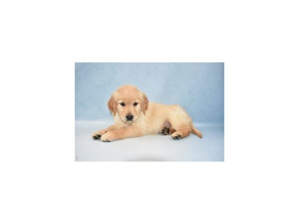 Golden Retriever DOG Male Golden 4954 Petland San Antonio, TX