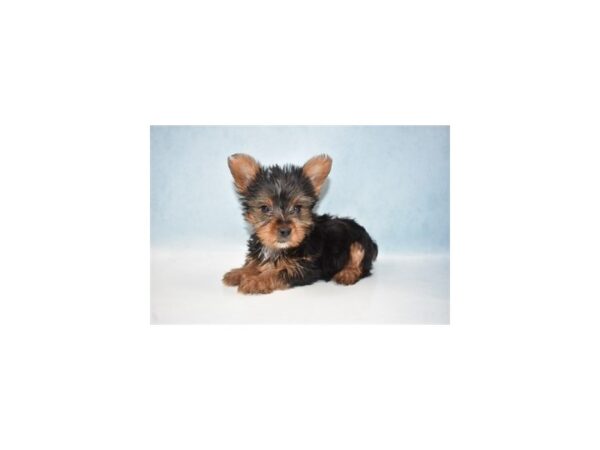 Yorkshire Terrier DOG Male Black and Tan 4960 Petland San Antonio, TX