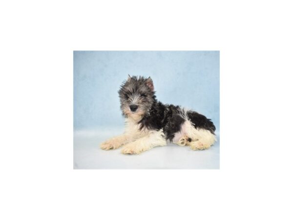 Miniature Schnauzer-DOG-Male-Black and Silver-4949-Petland San Antonio, TX
