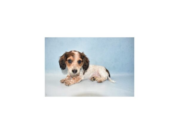 Dachshund DOG Male Fawn 4953 Petland San Antonio, TX