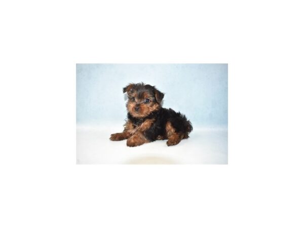 Yorkshire Terrier DOG Male Black and Tan 4961 Petland San Antonio, TX