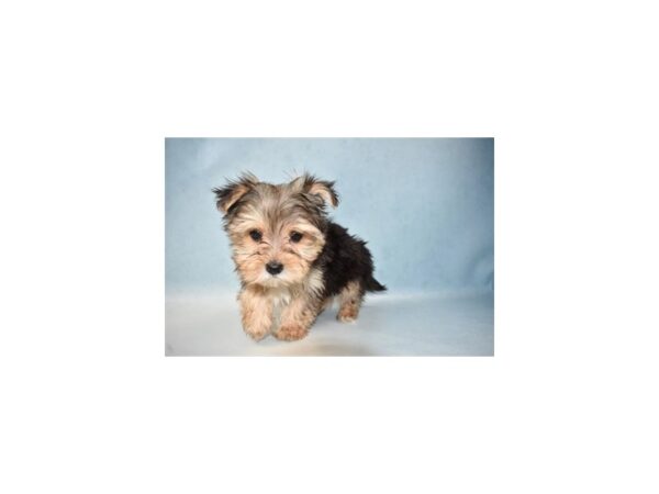 Morkie DOG Male Black and Gold 4959 Petland San Antonio, TX