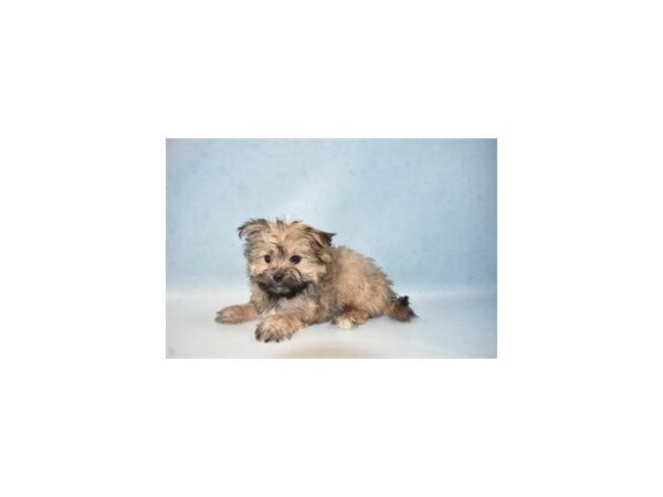 Maltese/Pomeranian-DOG-Female-Gold-4955-Petland San Antonio, TX