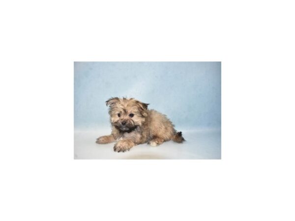 Maltese/Pomeranian DOG Female Gold 4955 Petland San Antonio, TX