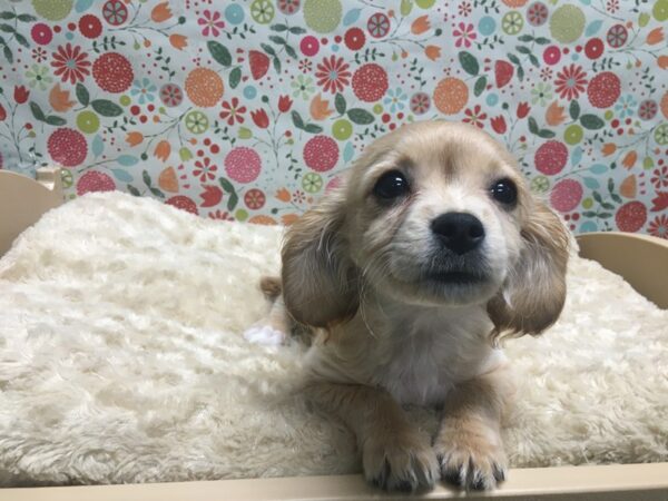 Cavachon DOG Female cr 4887 Petland San Antonio, TX