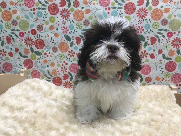 Shih Tzu DOG Male lvr & wh 4919 Petland San Antonio, TX