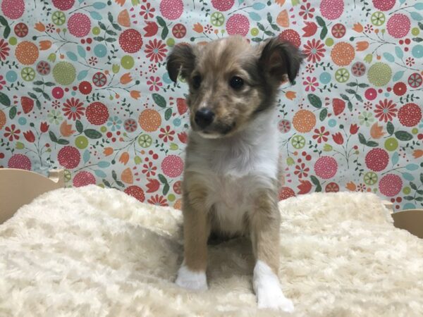 Shetland Sheepdog DOG Female sbl & wh 4962 Petland San Antonio, TX