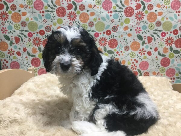 Cavapoo DOG Female wh blk & tn prti 4963 Petland San Antonio, TX