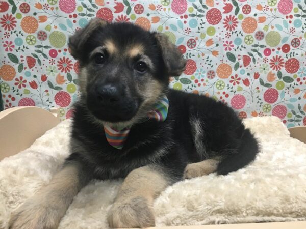 German Shepherd DOG Male blk & tn 4964 Petland San Antonio, TX