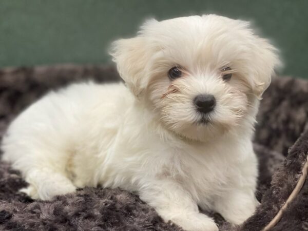 Havanese DOG Male Cream 8086 Petland San Antonio, TX