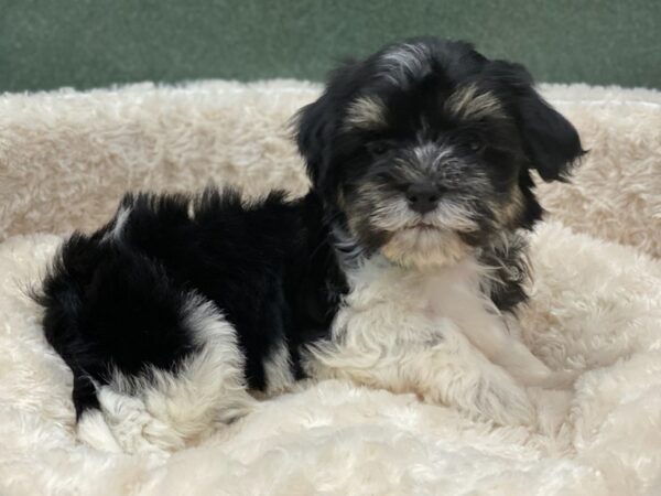 Havanese DOG Male Black & White 8087 Petland San Antonio, TX