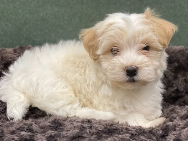 Havanese DOG Male Cream 8088 Petland San Antonio, TX