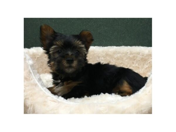 Yorkshire Terrier DOG Male Black & Tan 8079 Petland San Antonio, TX