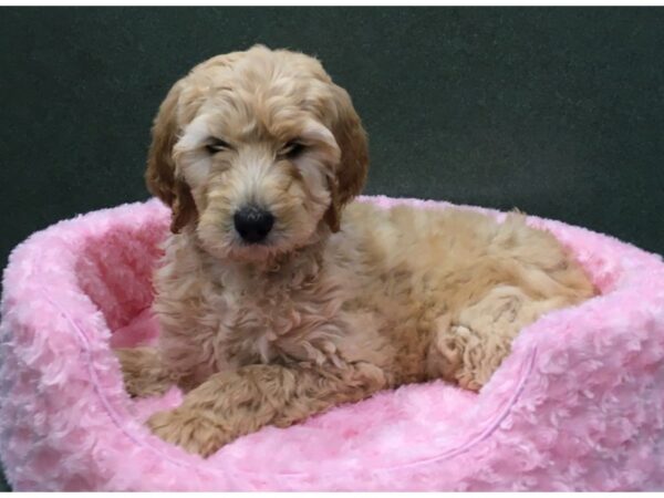Goldendoodle-DOG-Female-Golden-8080-Petland San Antonio, TX