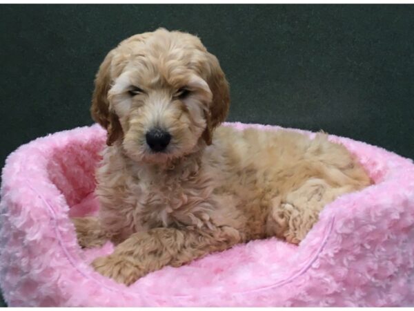 Goldendoodle DOG Female Golden 8080 Petland San Antonio, TX