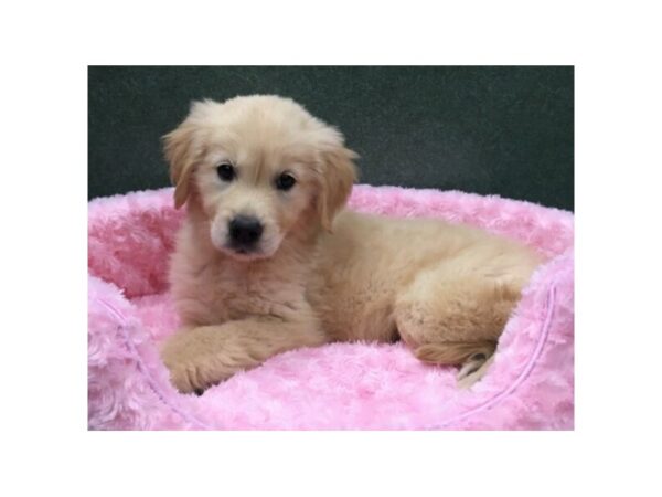 Golden Retriever DOG Female Golden 8092 Petland San Antonio, TX