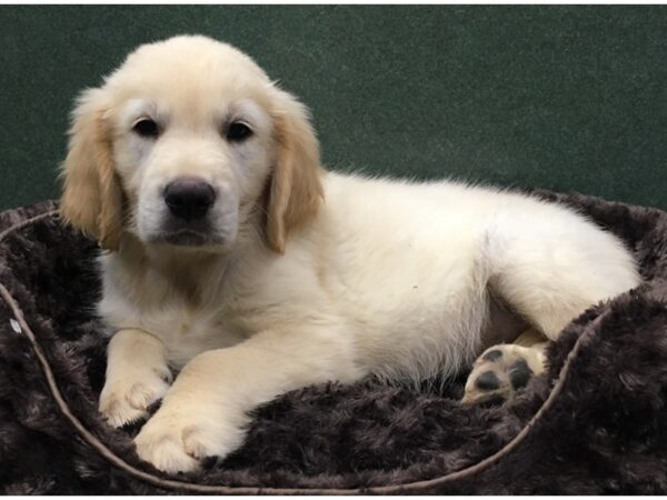 Golden Retriever DOG Male Golden 8091 Petland San Antonio, TX