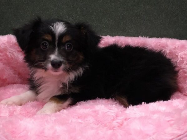 Miniature Australian Shepherd DOG Female Black White & Tan 8090 Petland San Antonio, TX