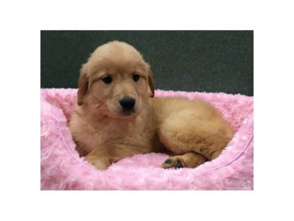 Golden Retriever DOG Female Golden 8081 Petland San Antonio, TX