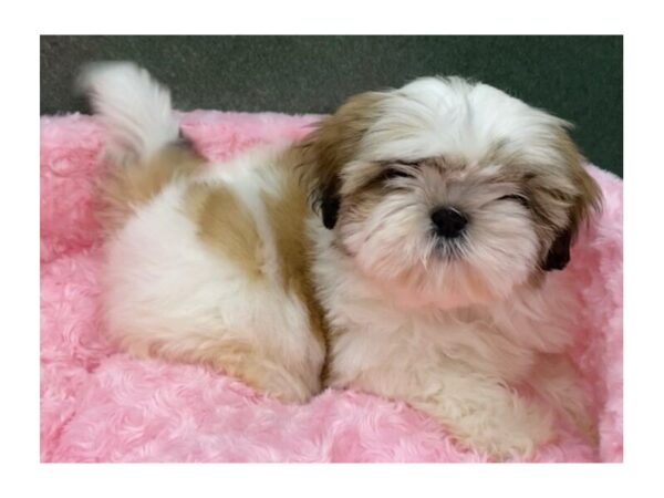 Shih Tzu-DOG-Female-Brindle & White-8083-Petland San Antonio, TX
