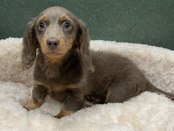 Dachshund DOG Male Lilac & Tan 8082 Petland San Antonio, TX