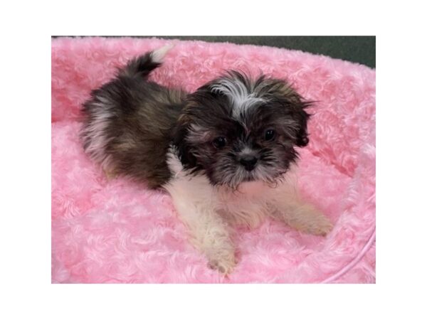 Teddy Bear-DOG-Male-Gold & White-8085-Petland San Antonio, TX
