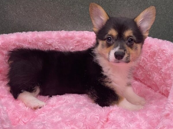 Pembroke Welsh Corgi DOG Female Black White & Tan 8084 Petland San Antonio, TX