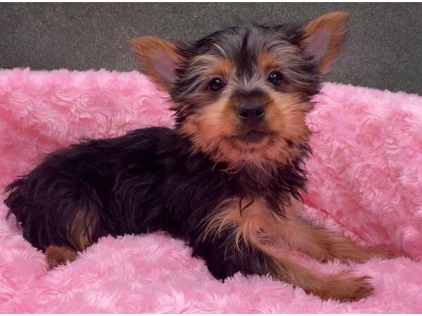 Yorkshire Terrier DOG Female Black & Tan 8089 Petland San Antonio, TX