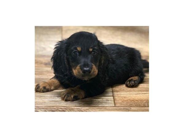 Dachshund DOG Male Black & Tan 5011 Petland San Antonio, TX