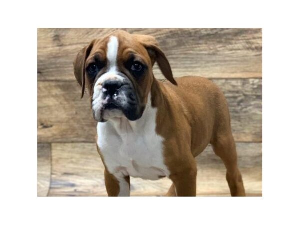 Boxer-DOG-Male-Fawn & White-5023-Petland San Antonio, TX