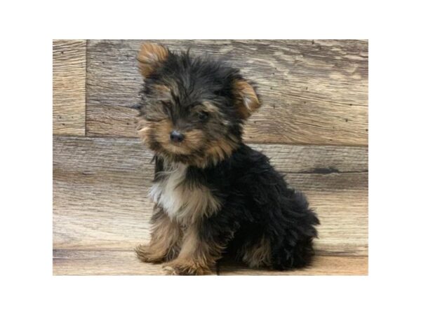 Yorkshire Terrier DOG Female Black & Tan 5005 Petland San Antonio, TX