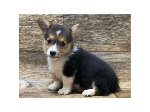 Pembroke Welsh Corgi DOG Male Black White & Tan 8128 Petland San Antonio, TX