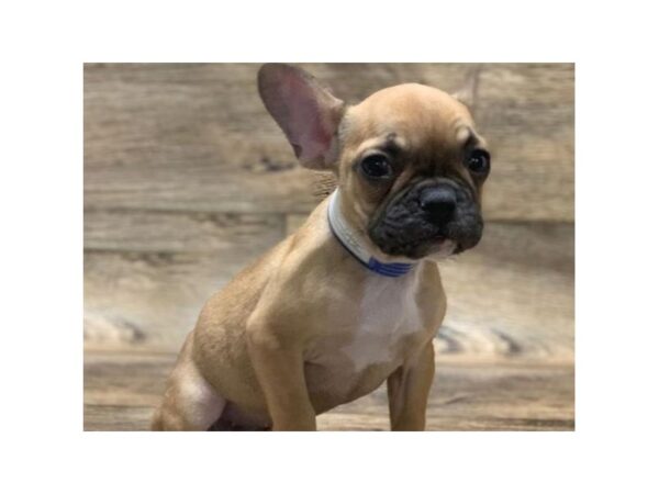 French Bulldog-DOG-Female-Fawn-5022-Petland San Antonio, TX
