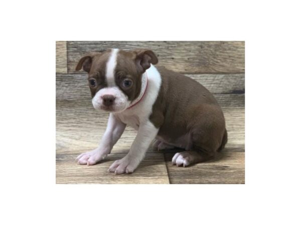 Boston Terrier DOG Male Seal & White 5004 Petland San Antonio, TX