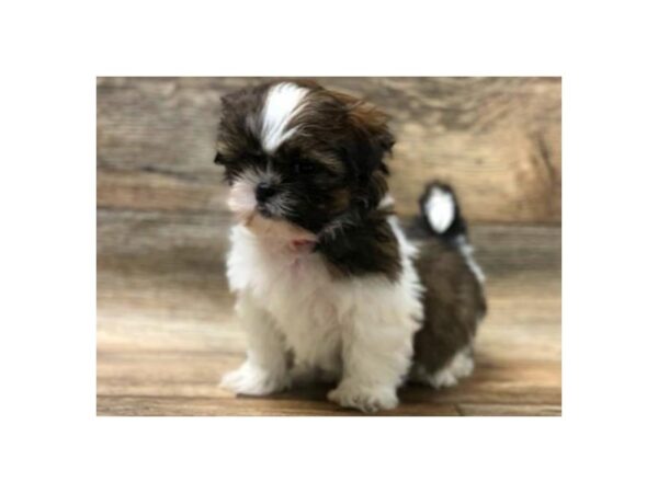 Shih Tzu DOG Female Red & White 5009 Petland San Antonio, TX