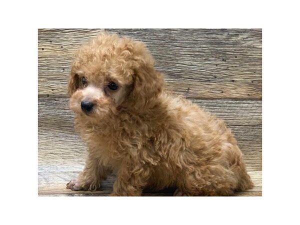 Miniature Poodle-DOG-Male-Apricot-5003-Petland San Antonio, TX