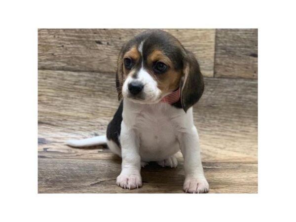 Beagle DOG Female Black White & Tan 4997 Petland San Antonio, TX