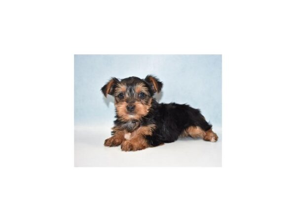 Yorkshire Terrier-DOG-Male-Black and Tan-8096-Petland San Antonio, TX