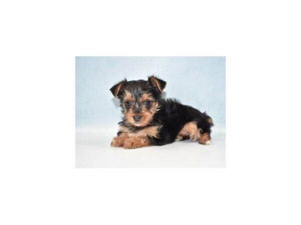 Yorkshire Terrier DOG Female Black and Tan 4968 Petland San Antonio, TX