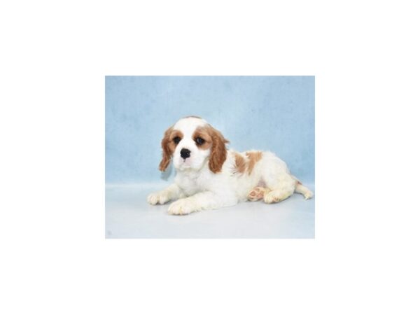 Cavalier King Charles Spaniel DOG Male Blenheim 4965 Petland San Antonio, TX