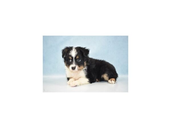 Miniature Australian Shepherd-DOG-Male-Black White and Brown-8093-Petland San Antonio, TX