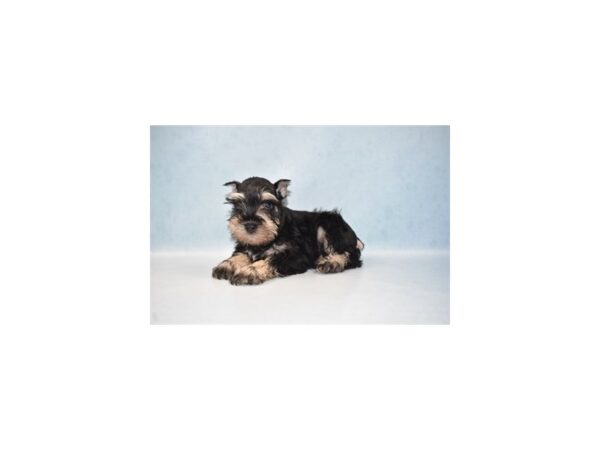 Miniature Schnauzer DOG Male Black and Silver 8094 Petland San Antonio, TX