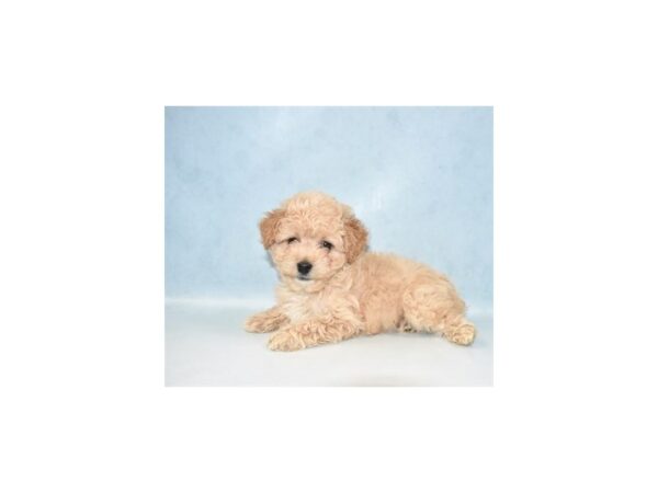 Poodle DOG Female Apricot 4967 Petland San Antonio, TX