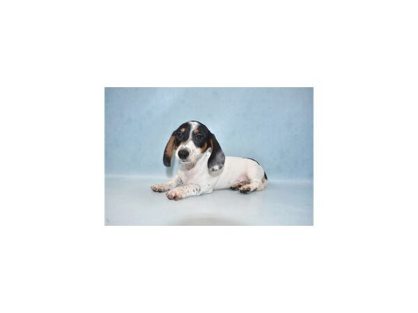 Dachshund-DOG-Male-Black and Tan-4966-Petland San Antonio, TX