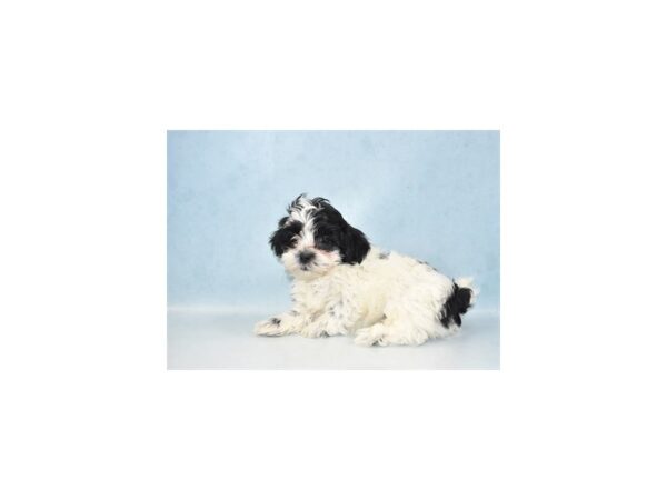 Teddy Bear-DOG-Female-Black and White-8095-Petland San Antonio, TX