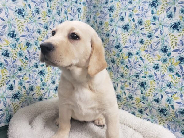 Labrador Retriever-DOG-Female-ylw-4970-Petland San Antonio, TX